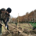 dassenbos bomen planten