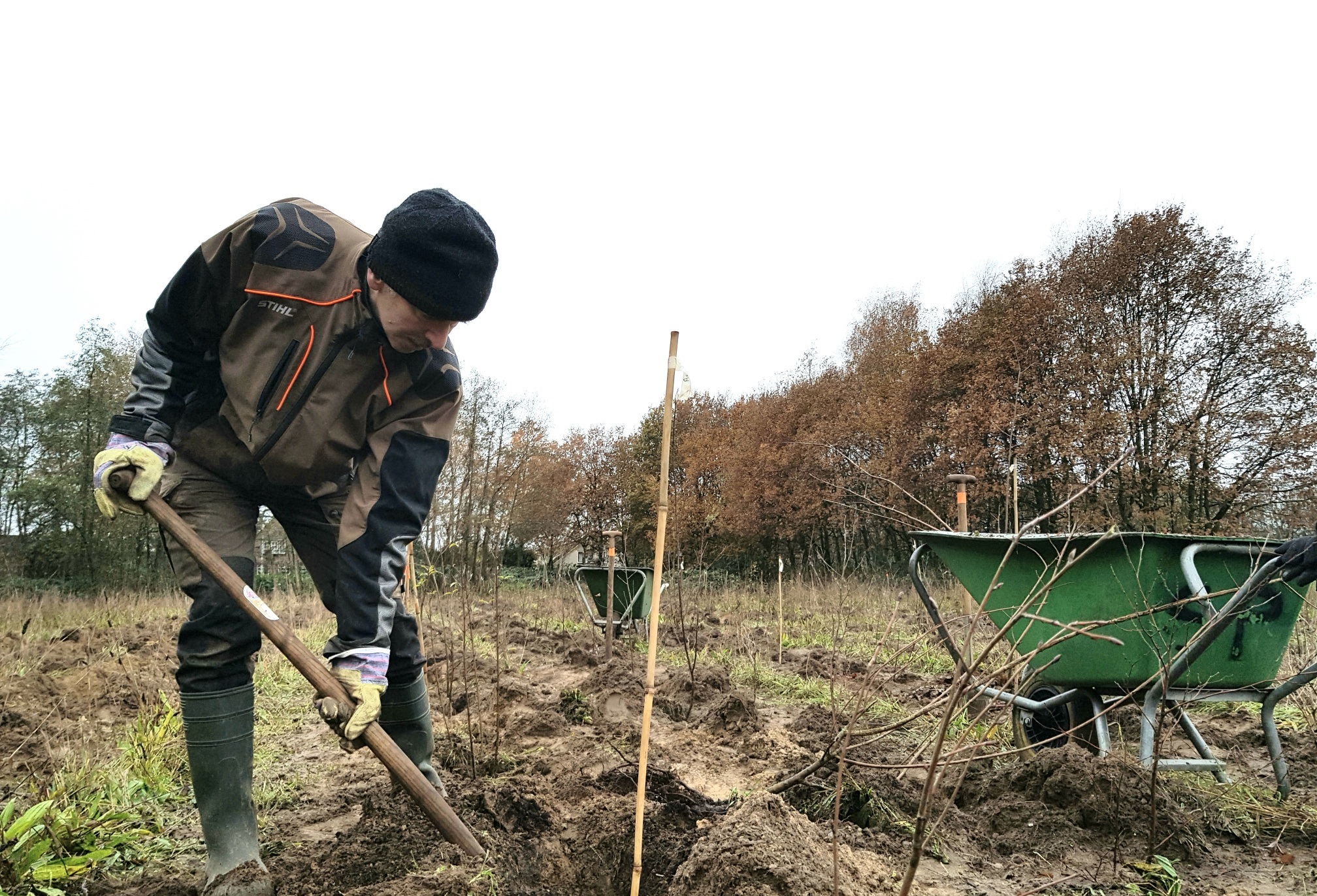 dassenbos bomen planten