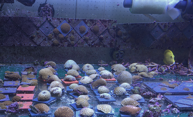 Breeding coral gets hot