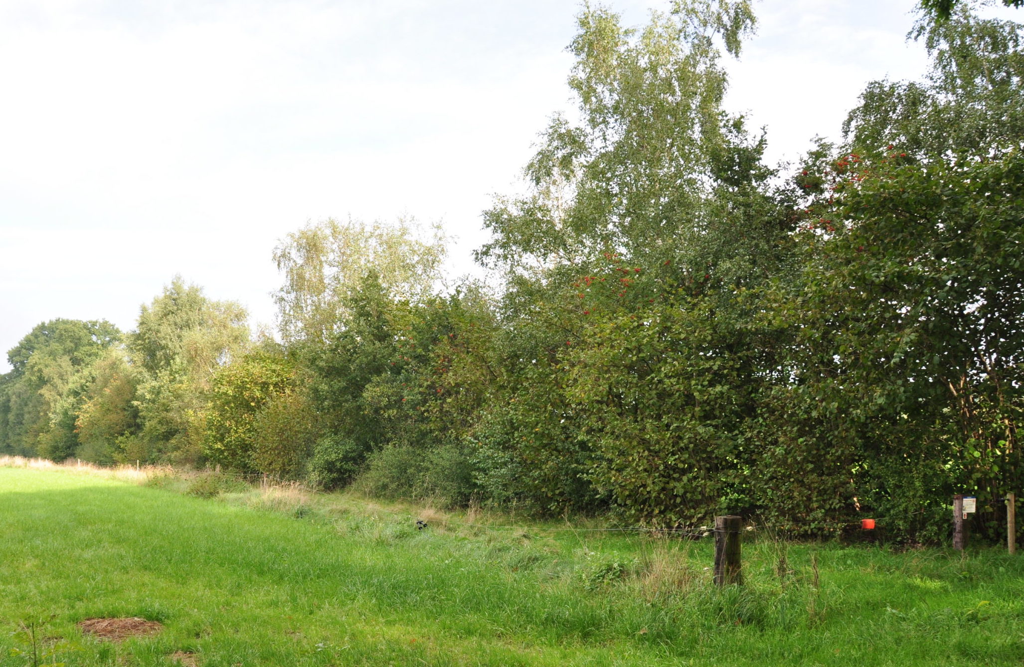 Houtsingels: studie naar meerwaarde voor melkveehouderij