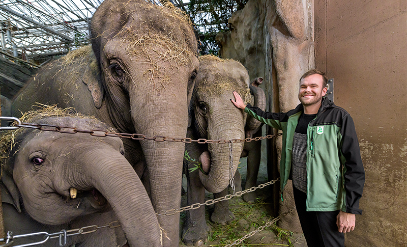 Dierentuinolifant redt de soort