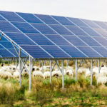 Schapen onder zonnepanelen