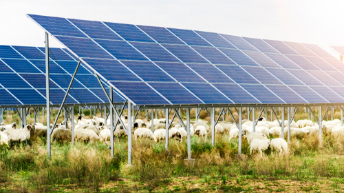 Schapen onder zonnepanelen