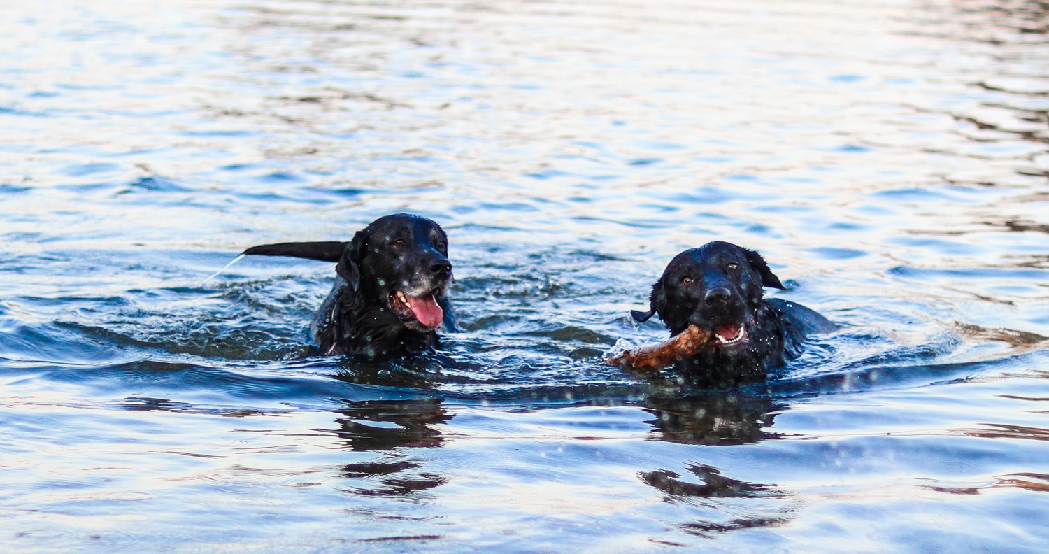 Vlooienbanden vervuilen het water