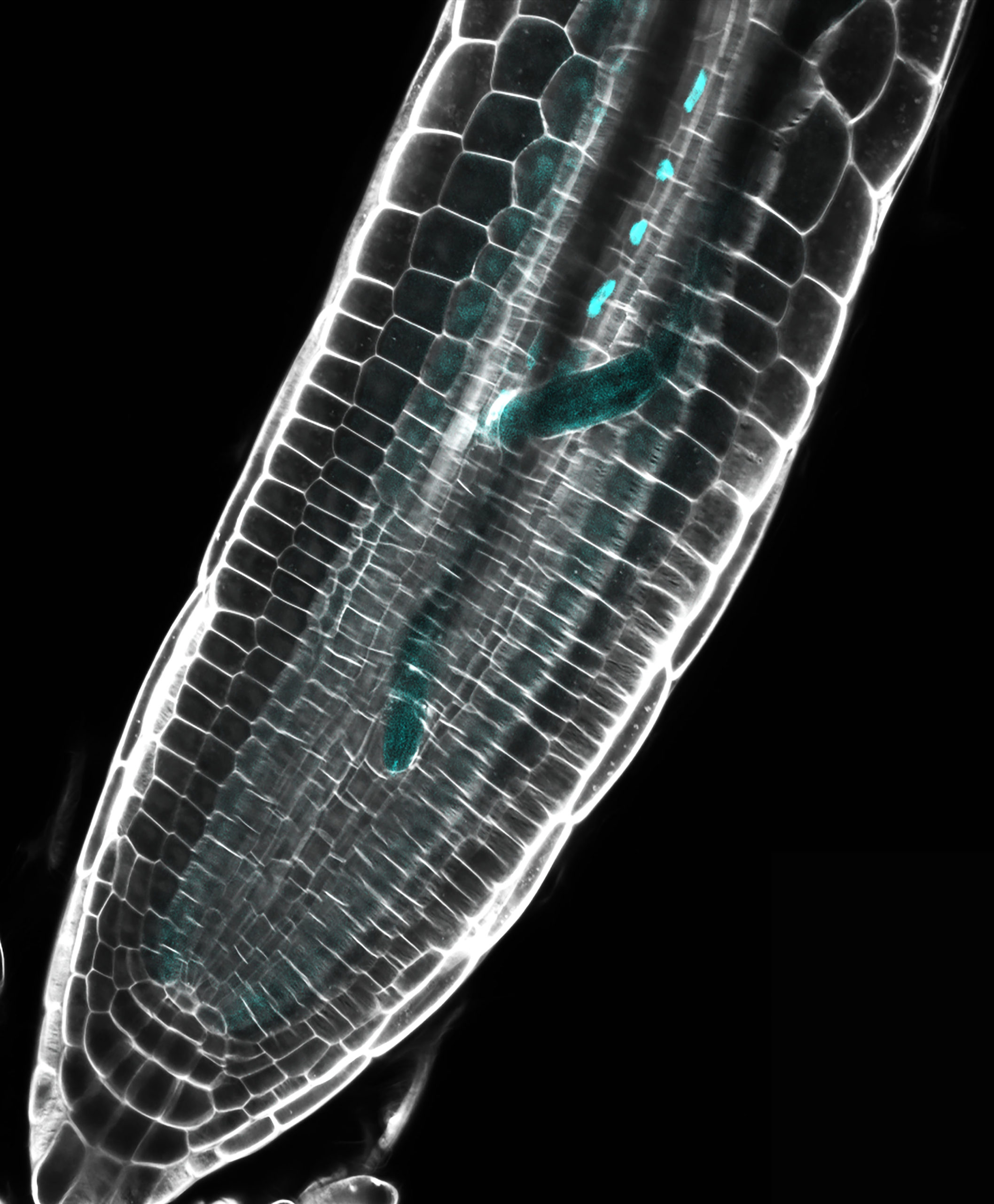 Tackling growing nematode damage with a Google Maps-like RNA map