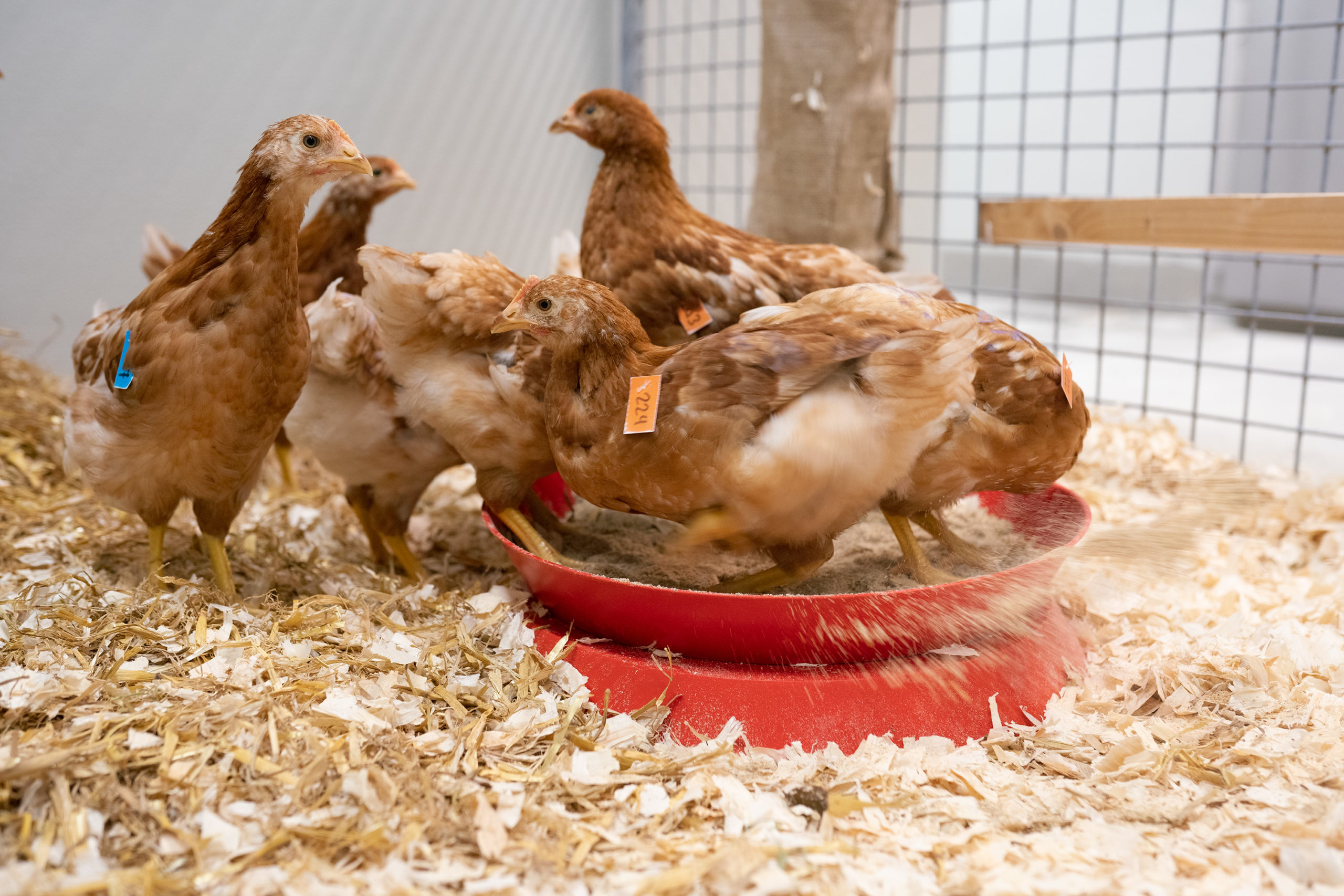 Twee werkende vogelgriepvaccins, en nu?