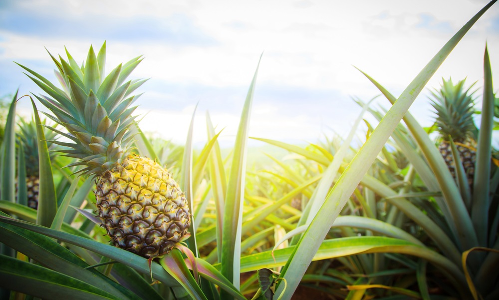 Pineapple leather? Yes, as long as it looks like leather