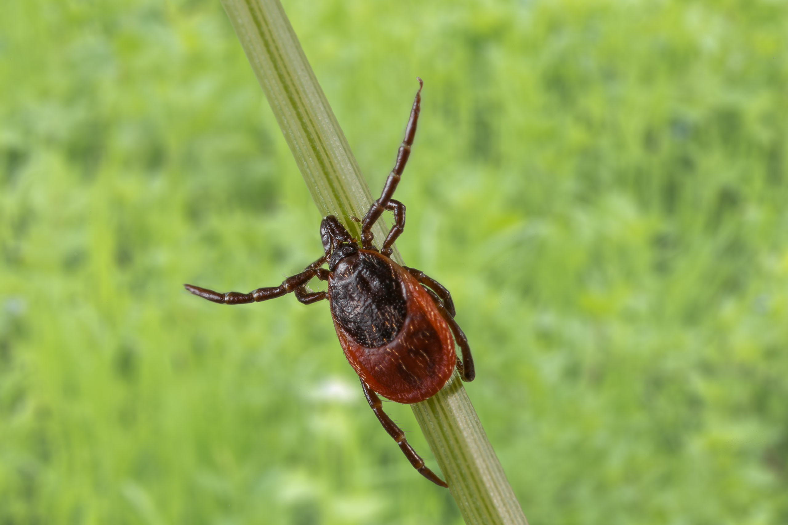 Teken-encefalitisvirus leeft langer in gastheer dan gedacht
