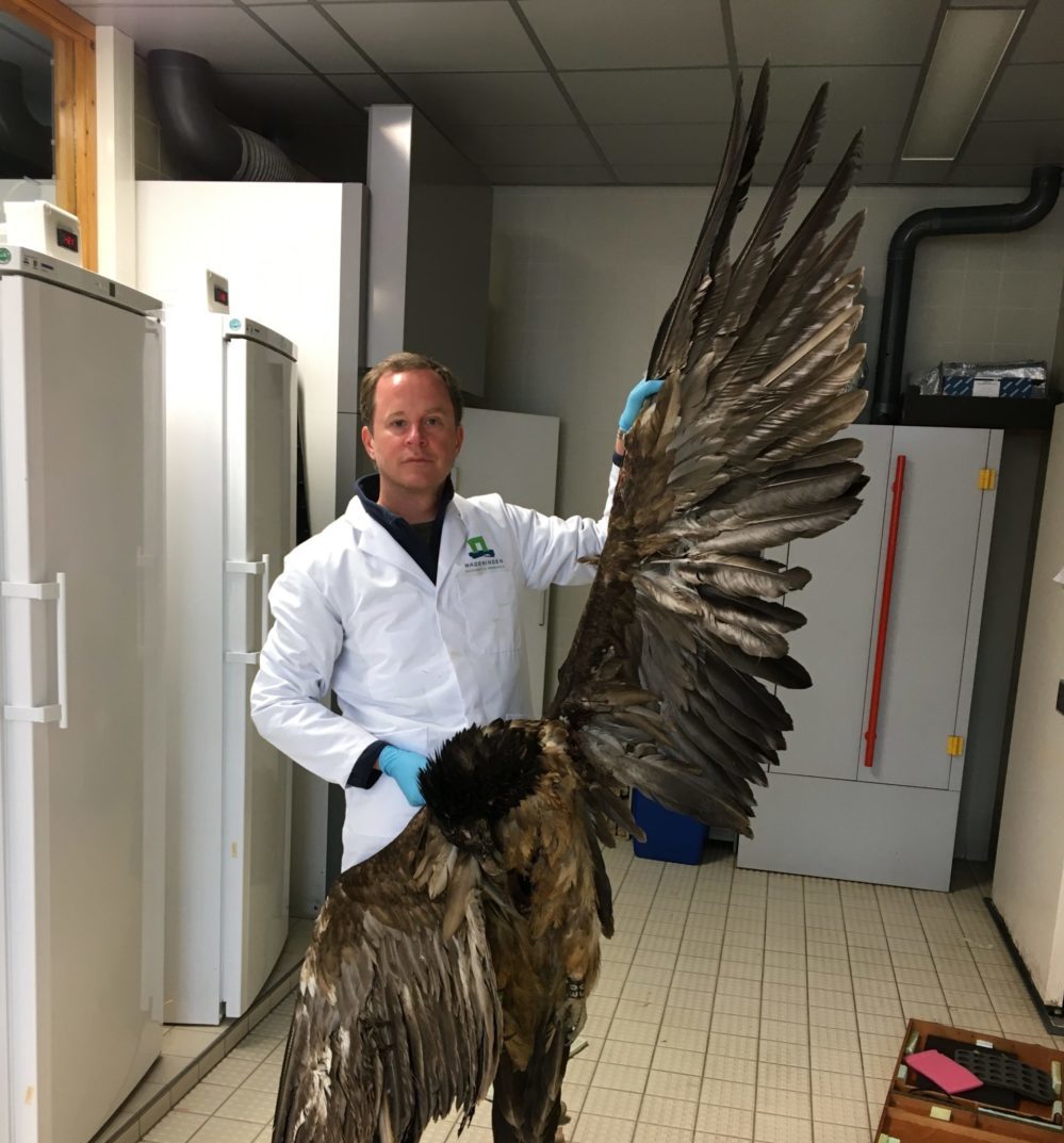 Bearded vulture in fatal accident was not shot after all
