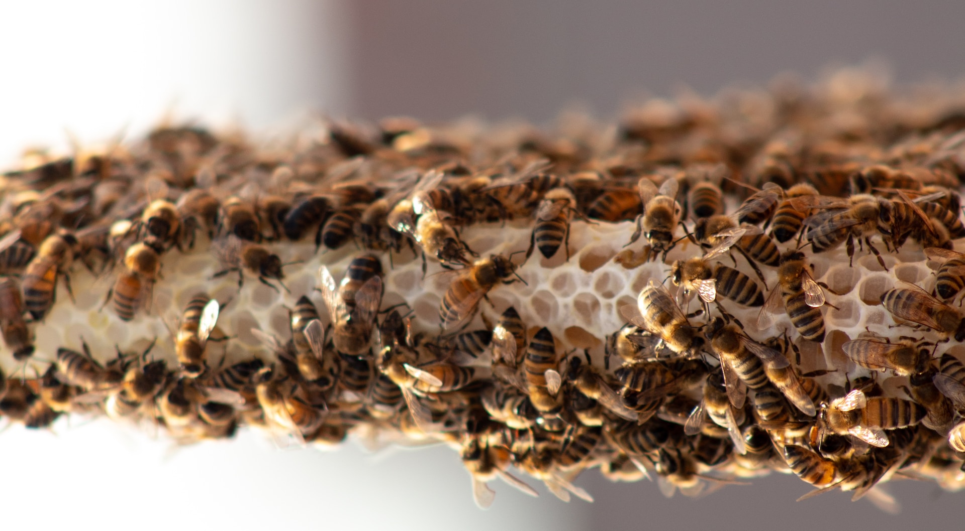 Highest winter mortality among bees since 2010