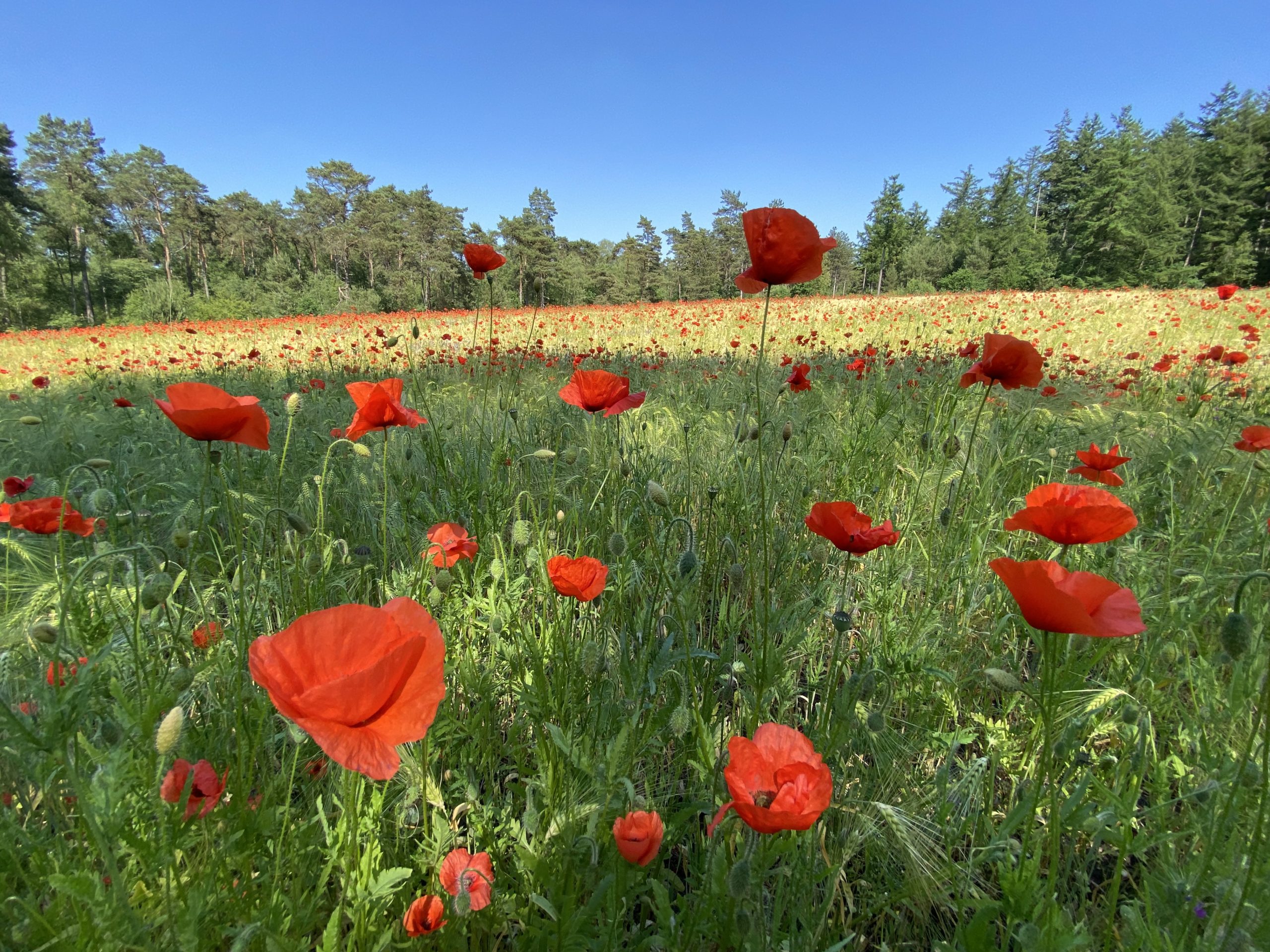 Uniek verloop van stemming natuurherstelwet