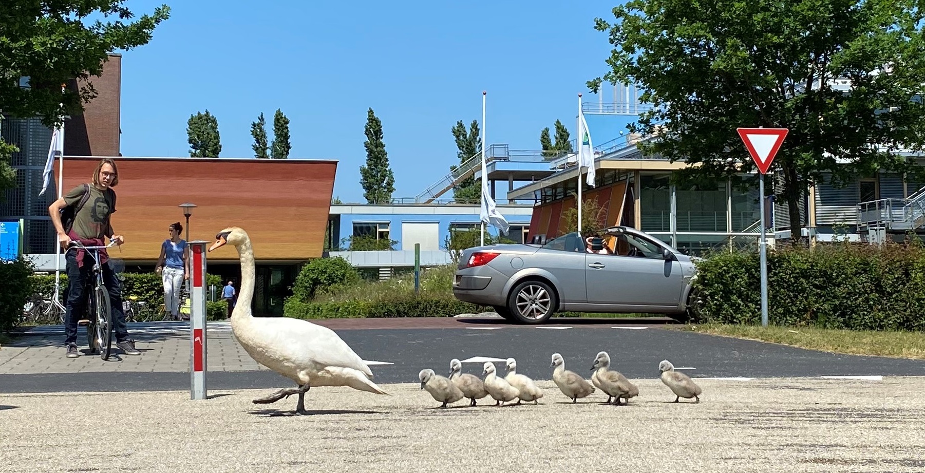 Witte zwaantjes moeten oppassen