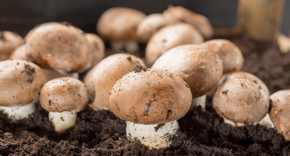 Zo discrimineren paddenstoelen