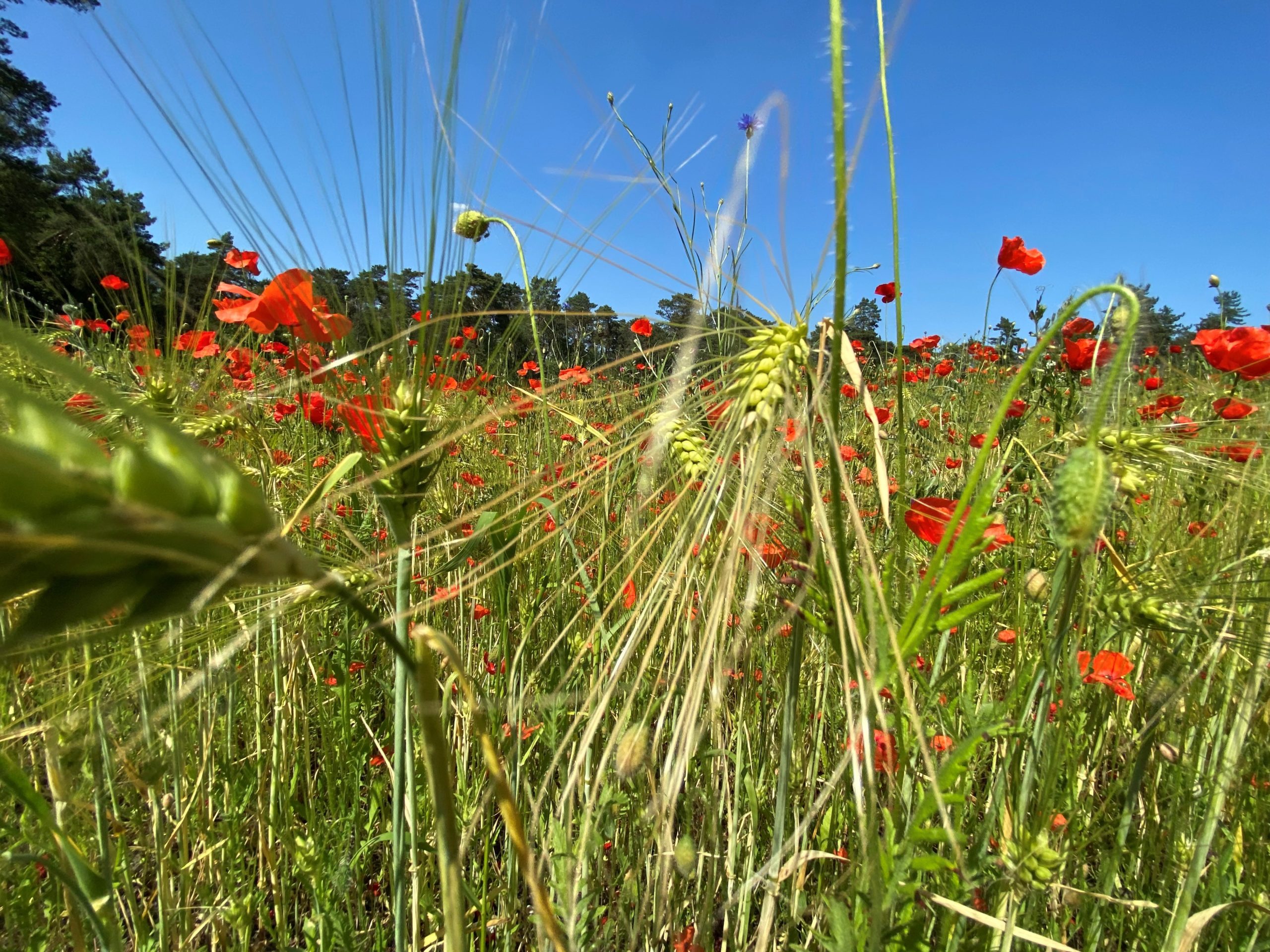 Europees Parlement stemt voor nieuwe versie van de Natuurherstelwet