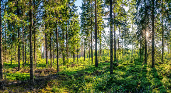 Dubbel bachelordiploma Bos- en Natuurbeheer