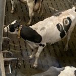 Een aantal koeien op de Dairy Campus heeft een pensfistel, voor onderzoek naar de spijsvertering.