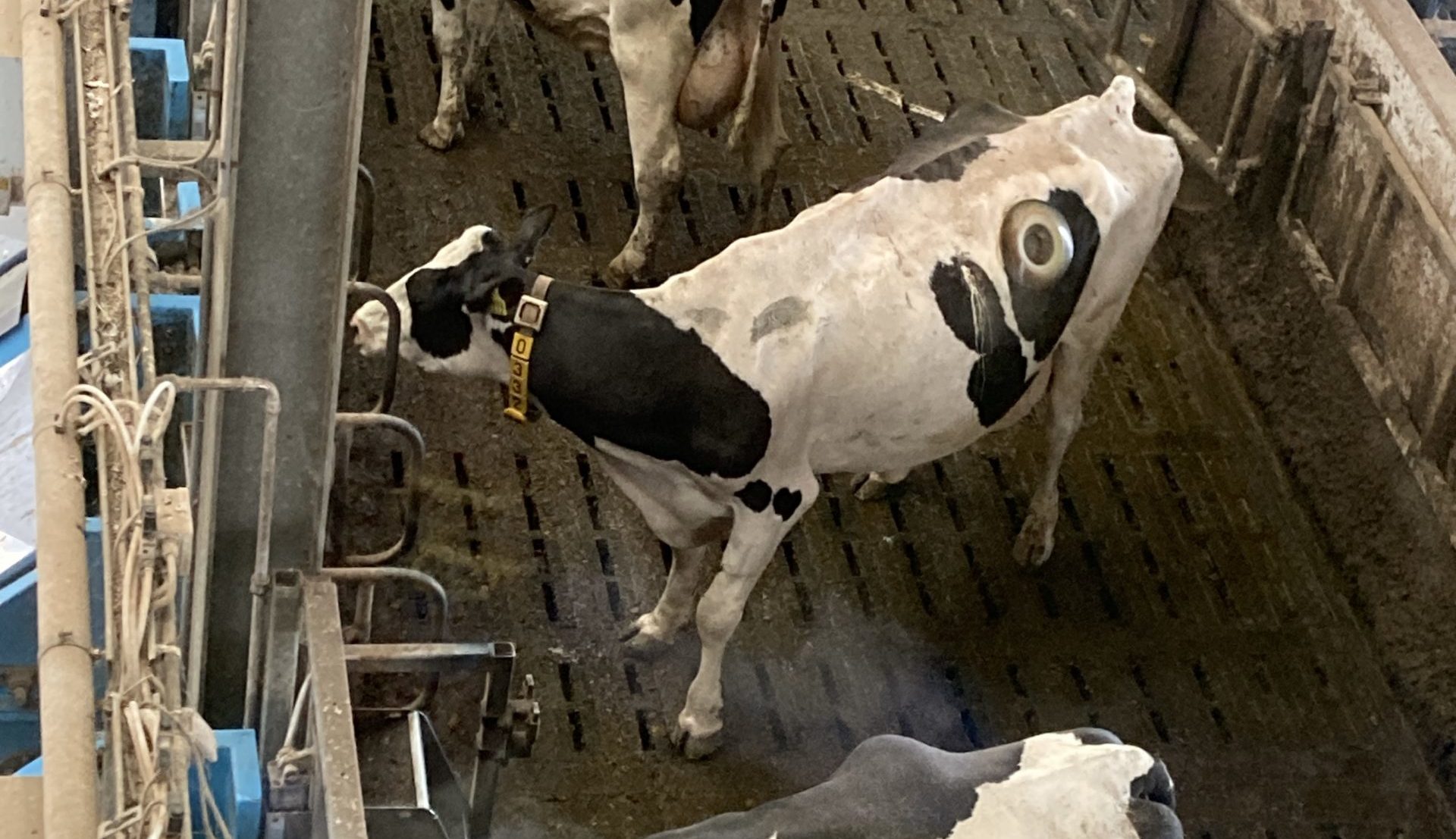 Een aantal koeien op de Dairy Campus heeft een pensfistel, voor onderzoek naar de spijsvertering.