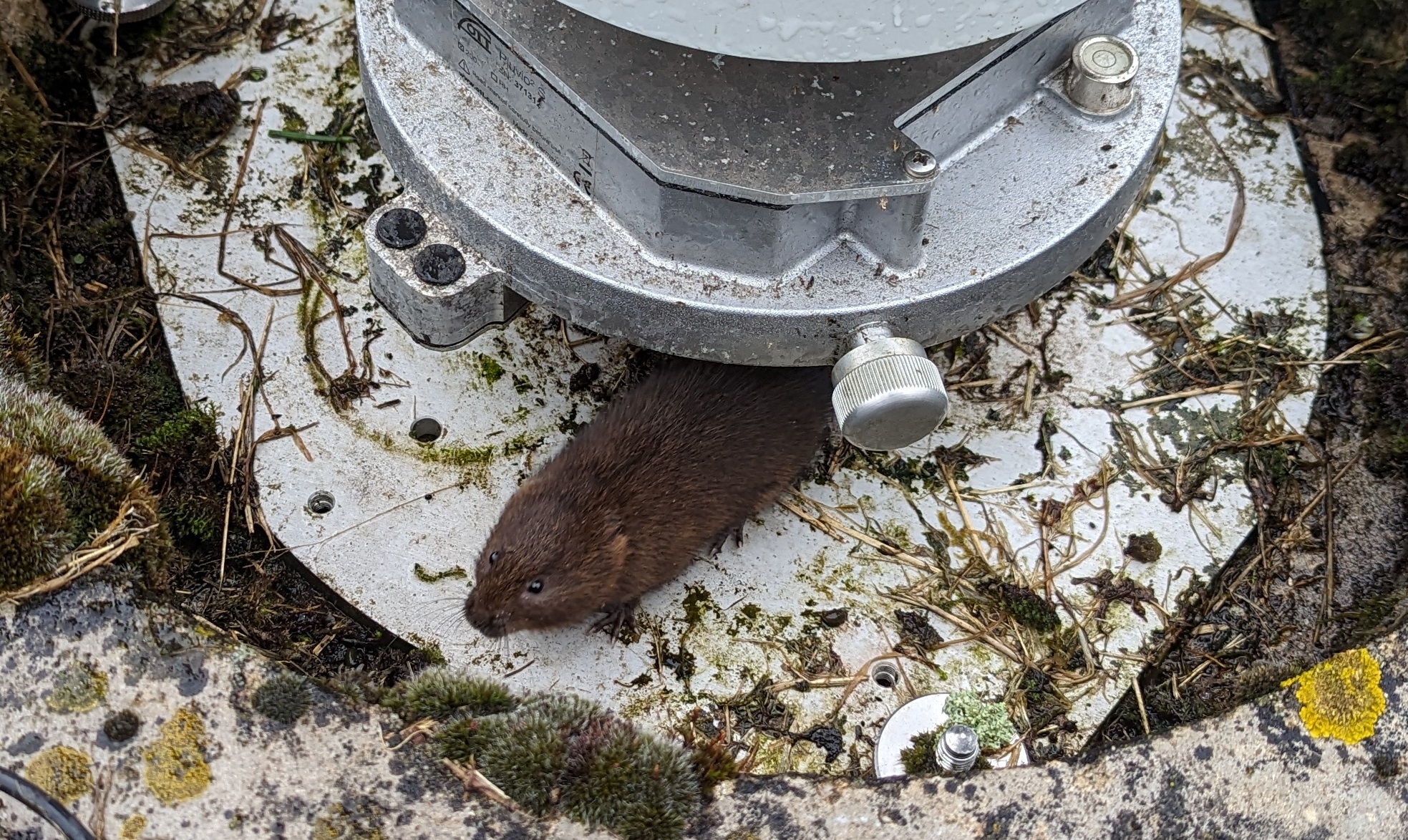 Vole causes data drought