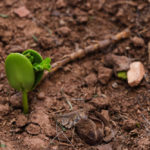 Lohbeck onderzoekt de potentie van ecologische regeneratie op actieve landbouwgrond.