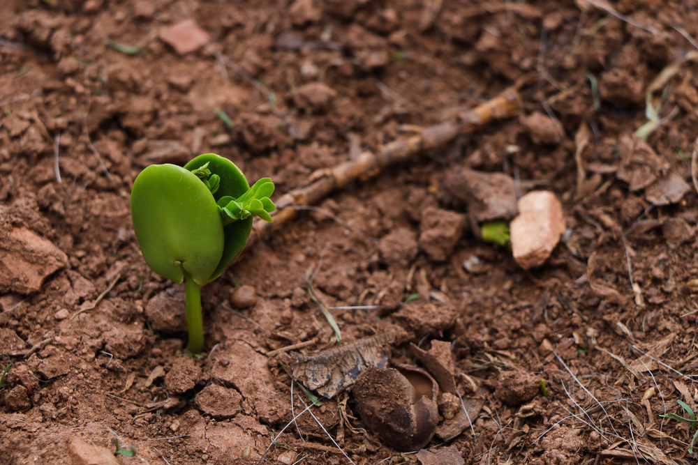 Lohbeck onderzoekt de potentie van ecologische regeneratie op actieve landbouwgrond.