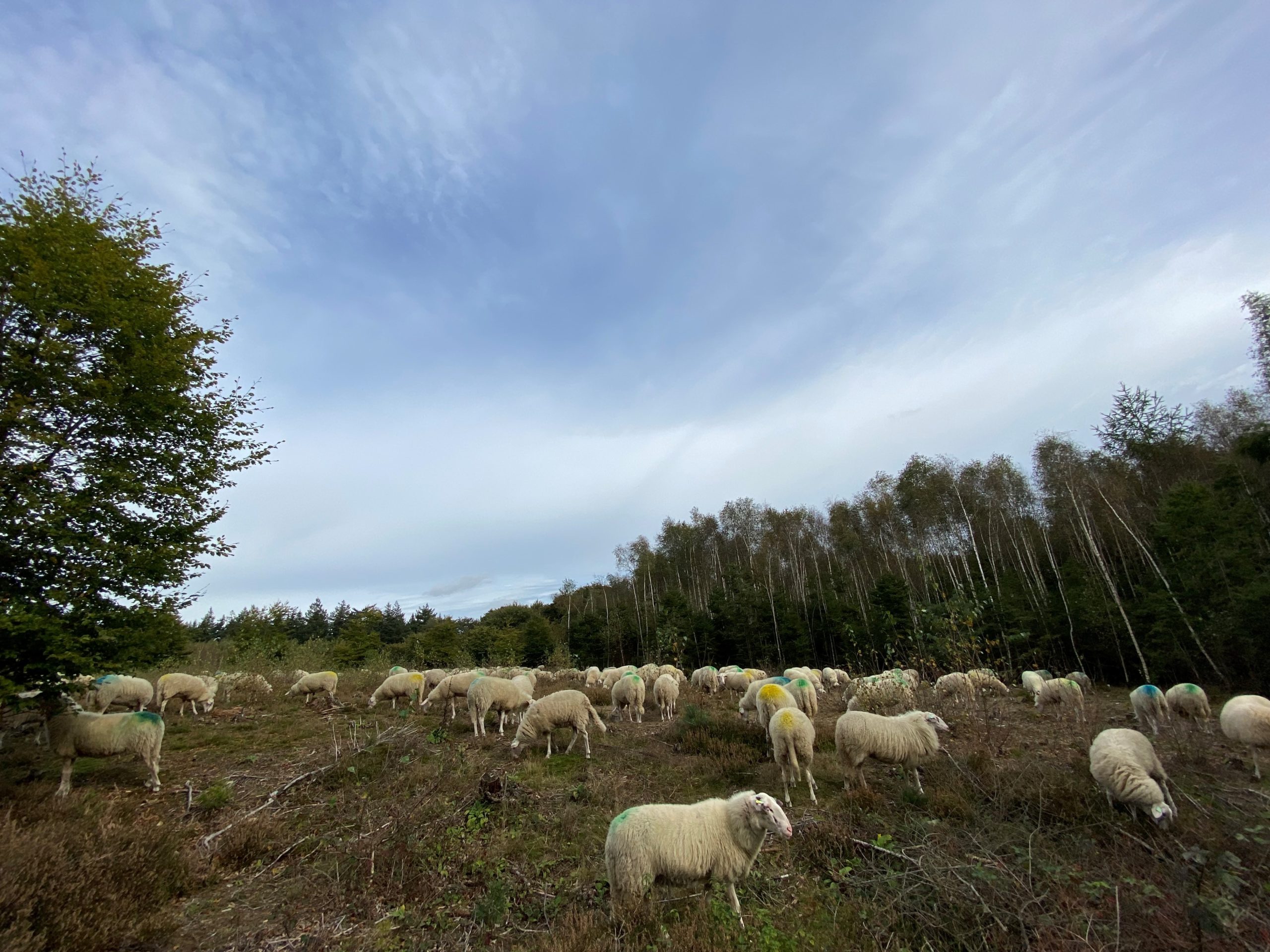 Bluetongue, time for the pharmaceutical industry to step up