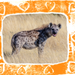 A framed picture of a spotted hyena