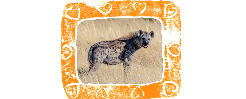 A framed picture of a spotted hyena
