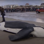 Orka stranding België