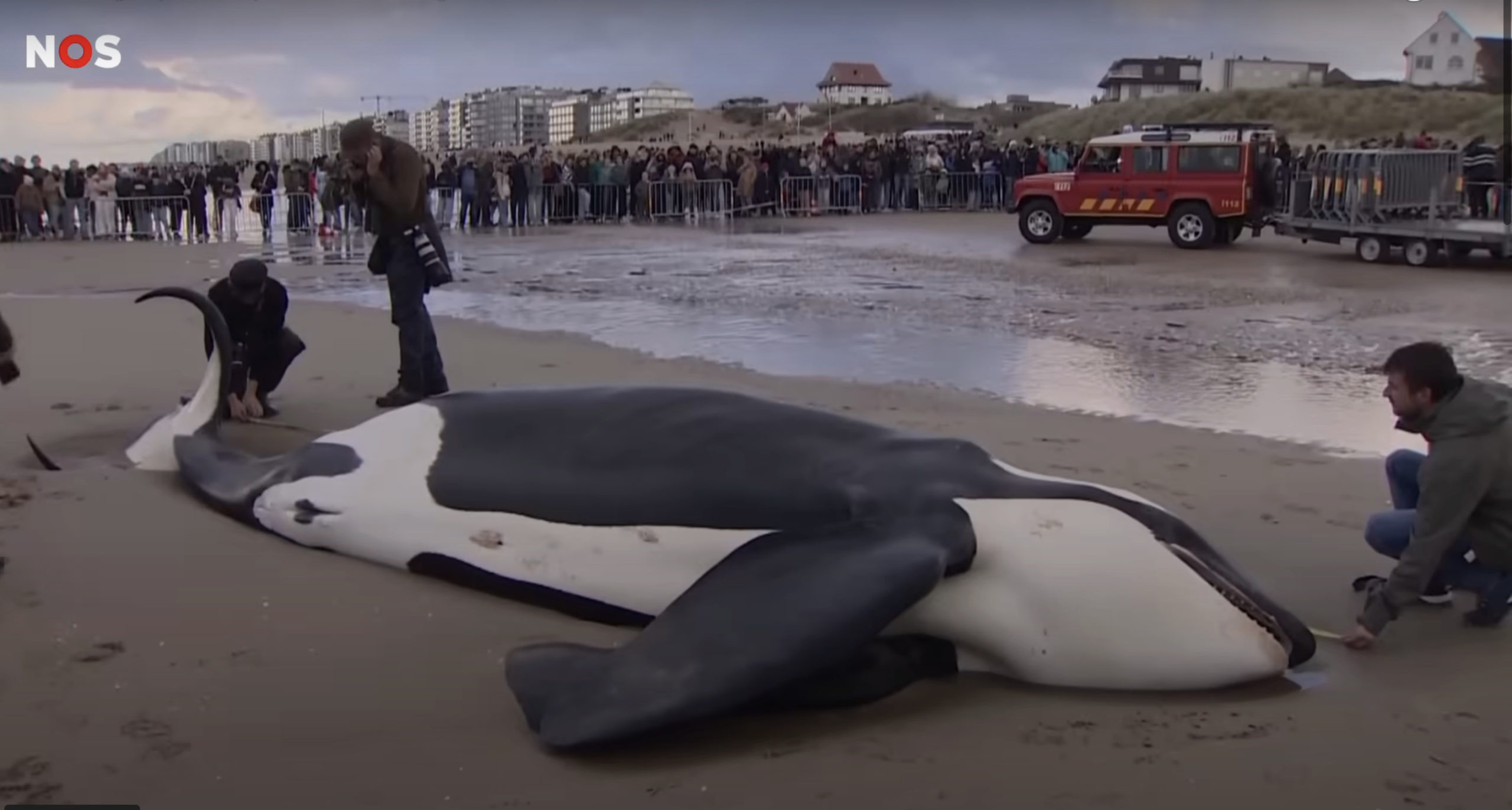 Orka stranding België