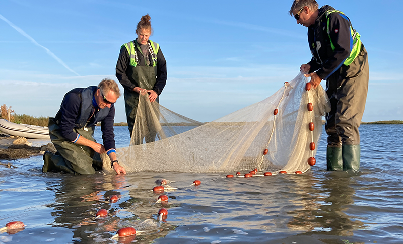 Monitoring fish on the Marker Mudflats