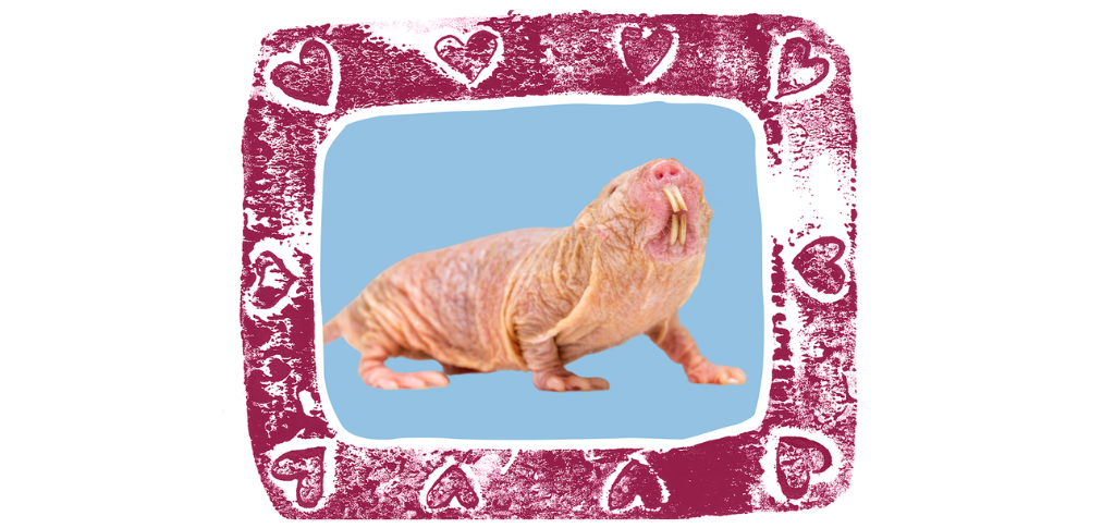 Column: Love the ugly – Naked mole rat