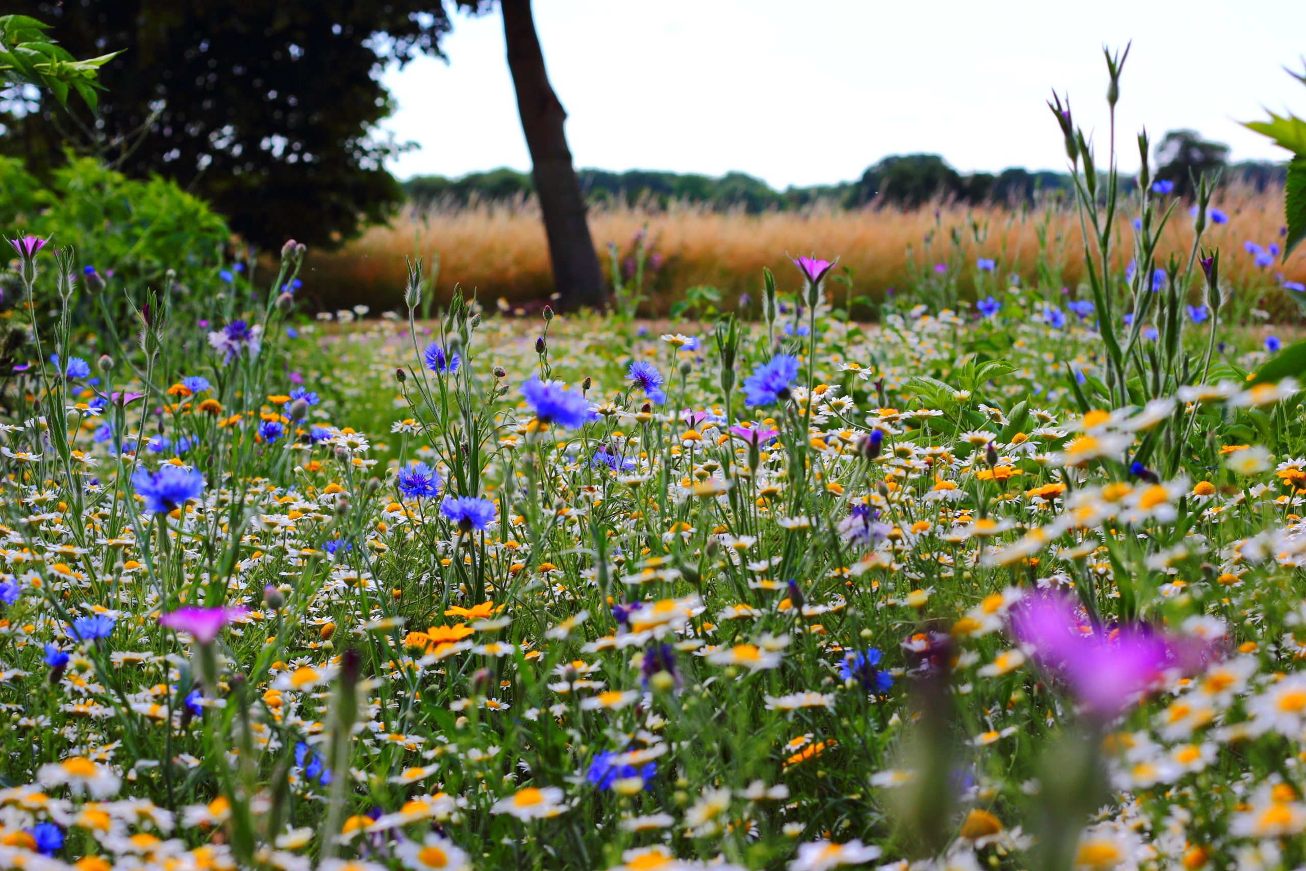 ‘People know too little about nature’