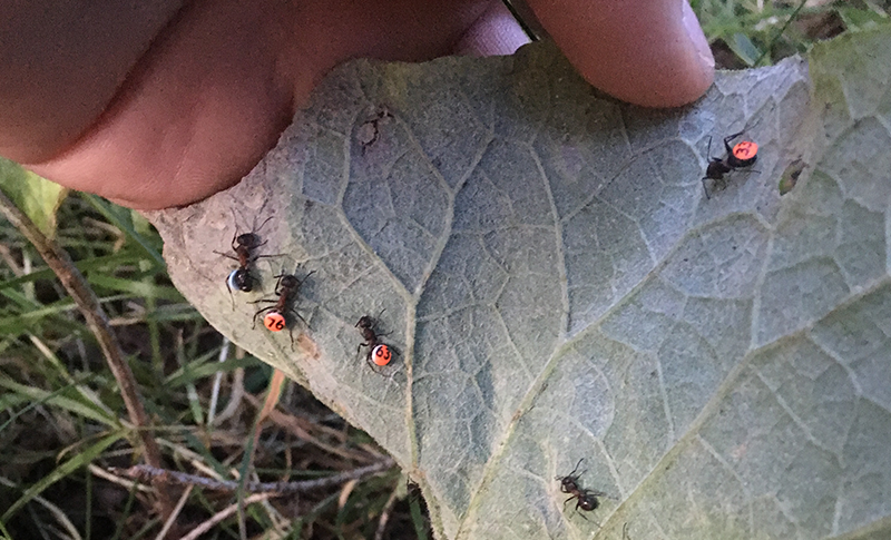 On biting ants and liquid caterpillars
