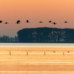 Tienduizenden kraanvogels zijn vandaag onderweg van Noord-Duitsland naar Midden-Frankrijk, en uiteindelijk centraal Spanje.