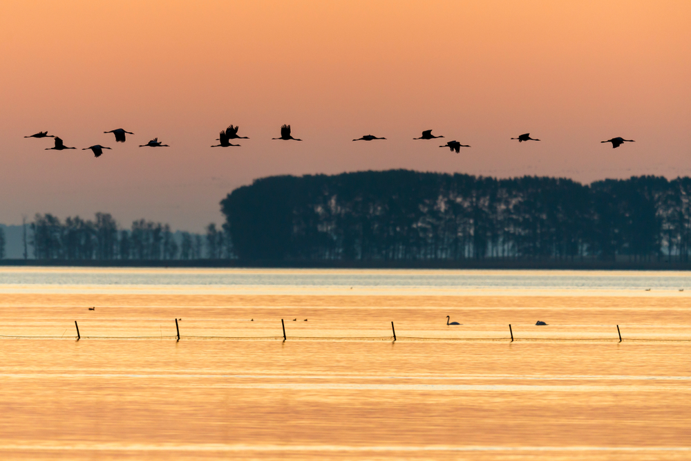 Topdrukte bij Koen de Konings Kraanvogelradar