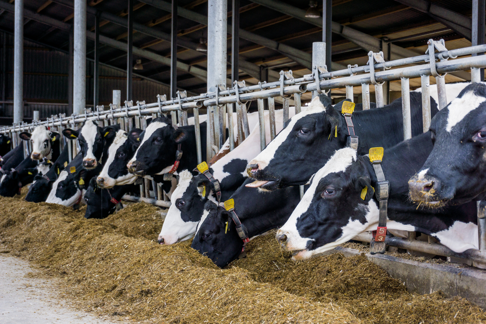 Duurzame bedrijven waren minder geld kwijt aan de aankoop van veevoer.