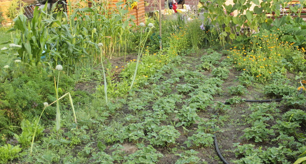 Matchmaking in the vegetable garden