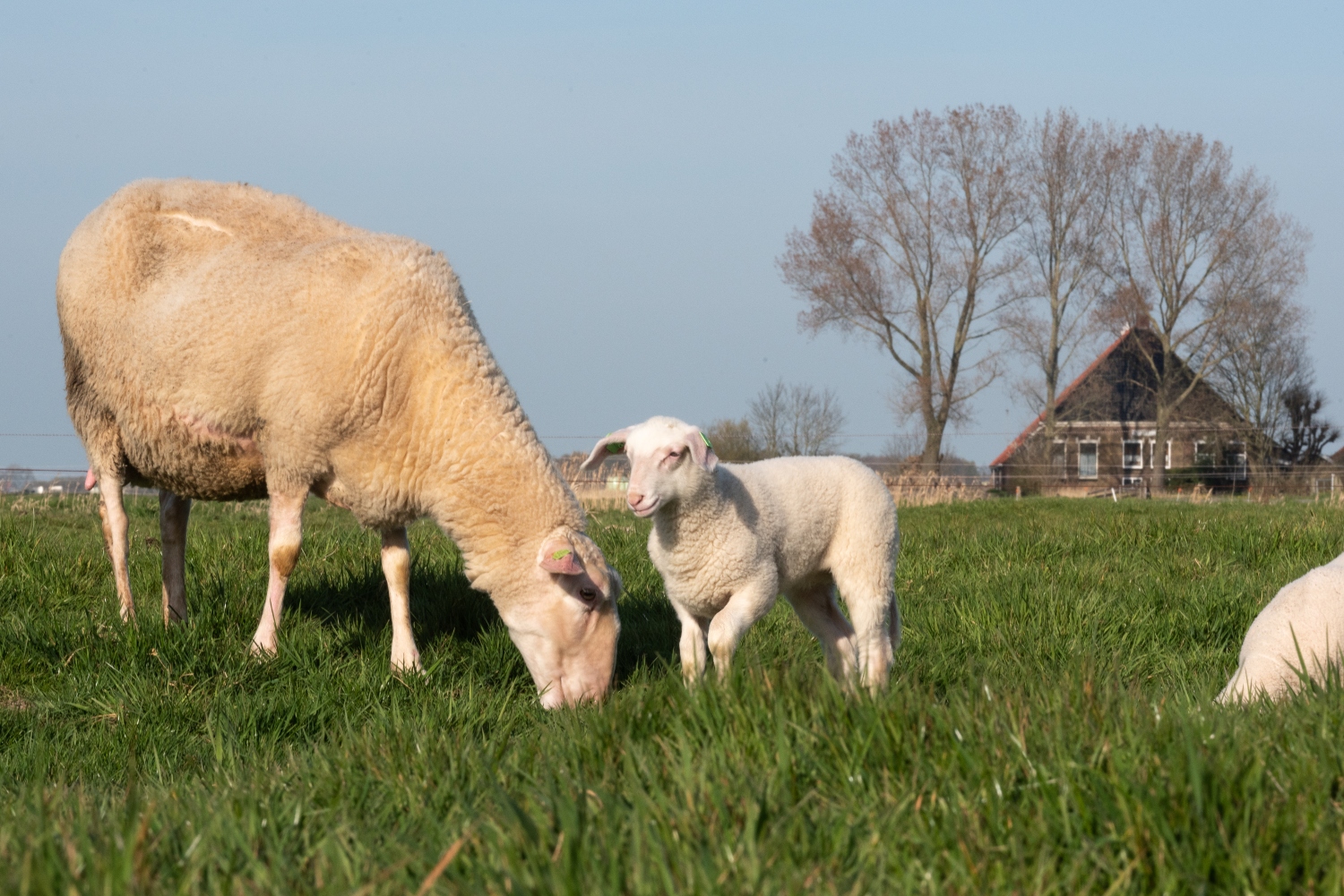 Blauwtong bedreigt voortbestaan kleine schapenrassen