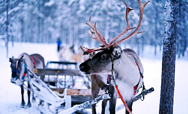 [Seriously?] No Santa as reindeer affected by bluetongue