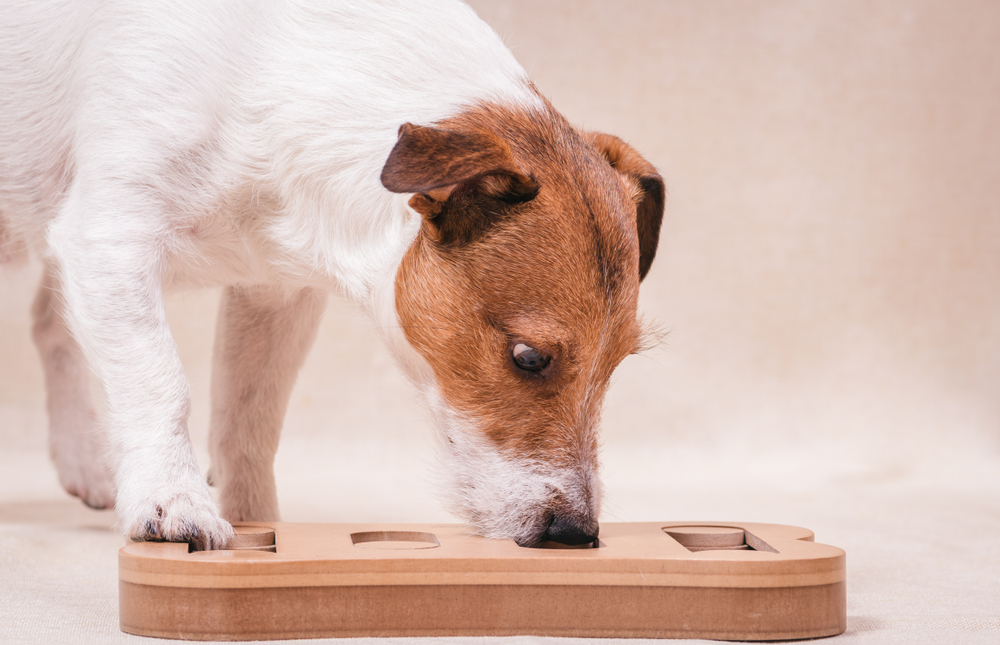 'Weten' honden wat mensen weten?