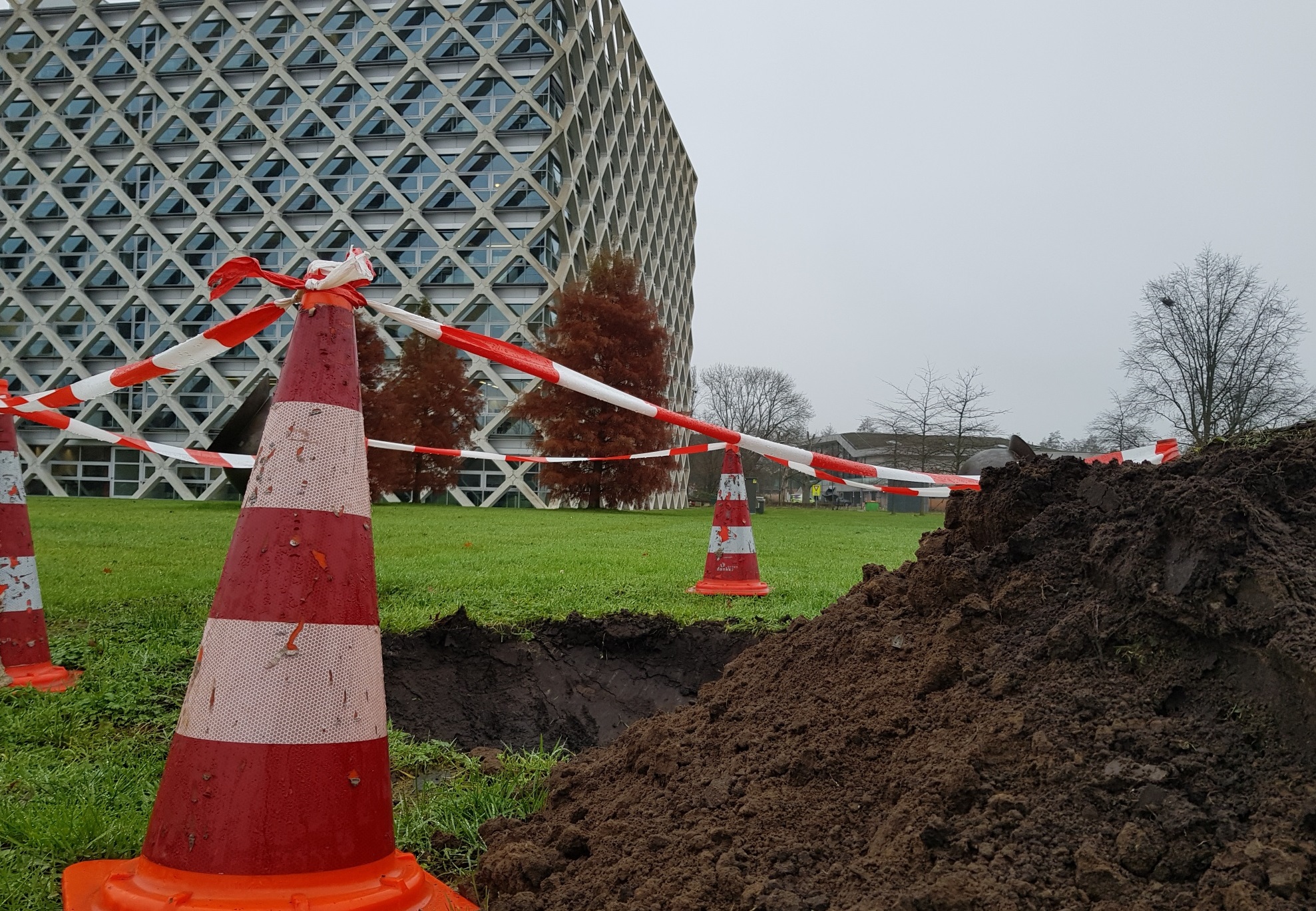 Ailing royal tree replaced