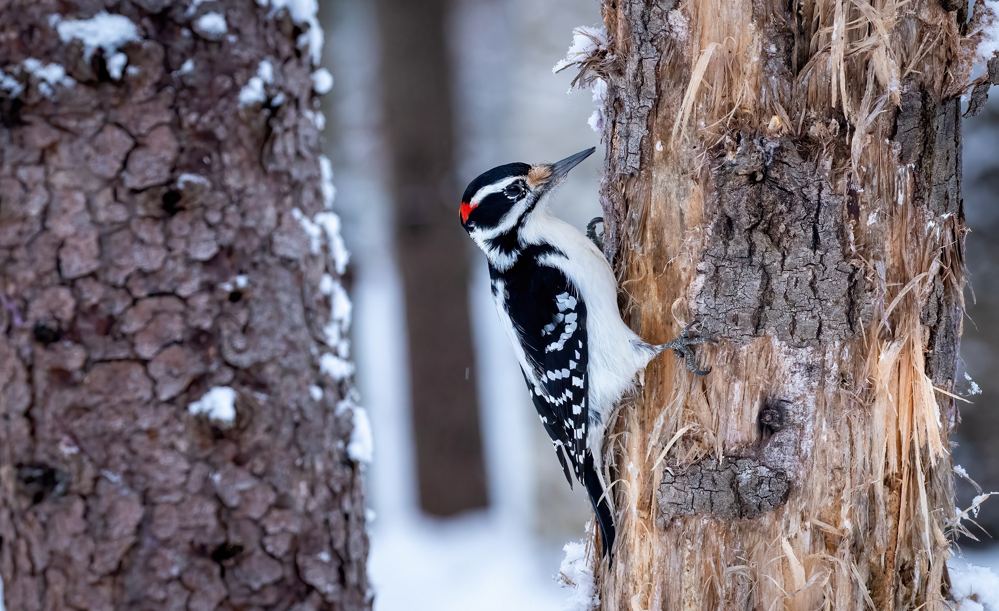 Woodpecker lookalike after nine million years