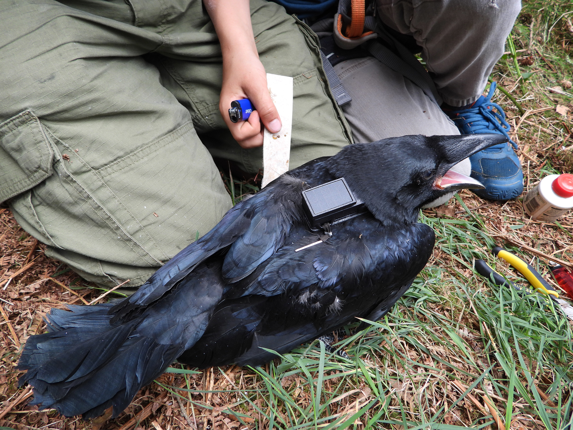 Raven-onderzoek verbreed dankzij beurs