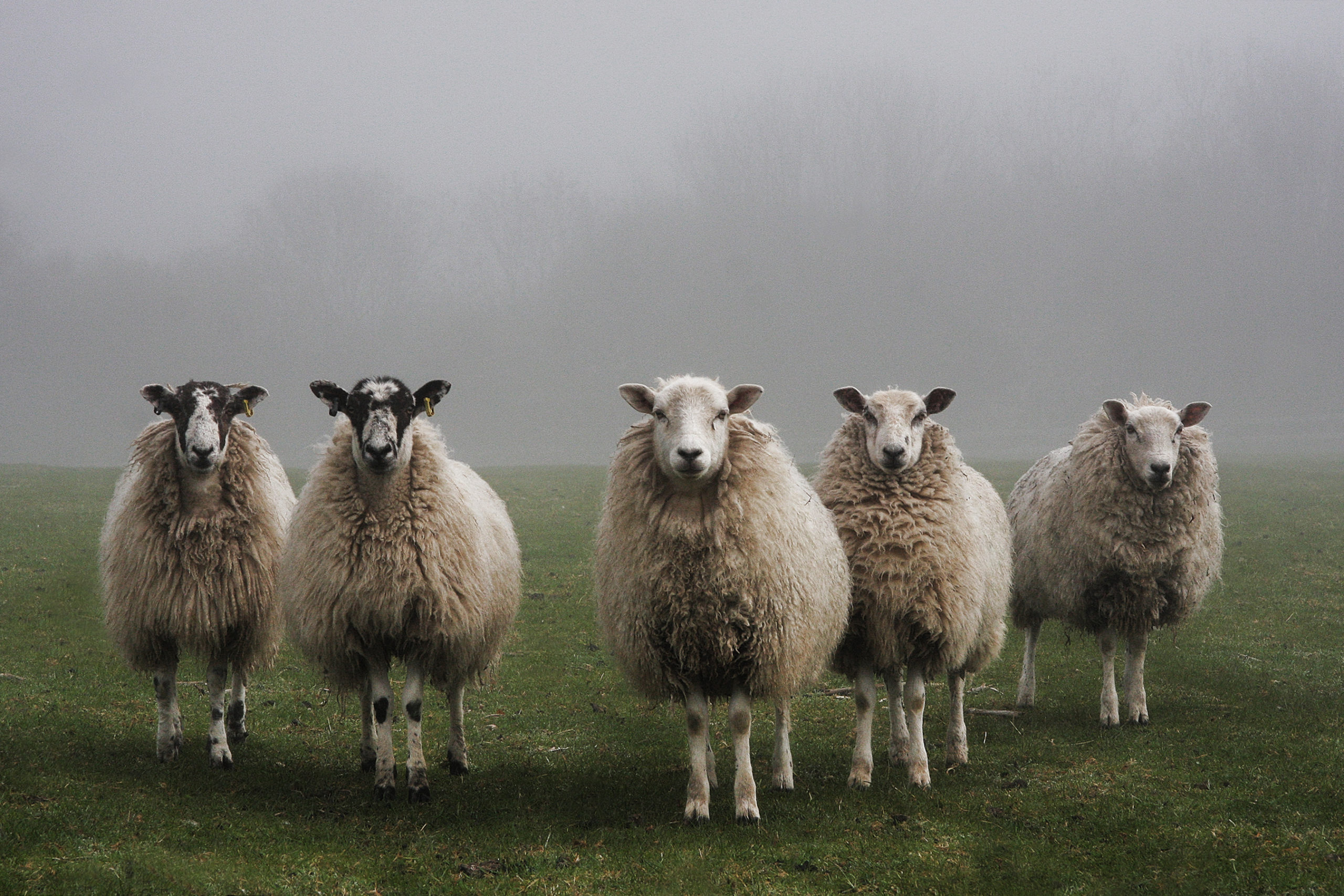 Schapen in een mistige weide.