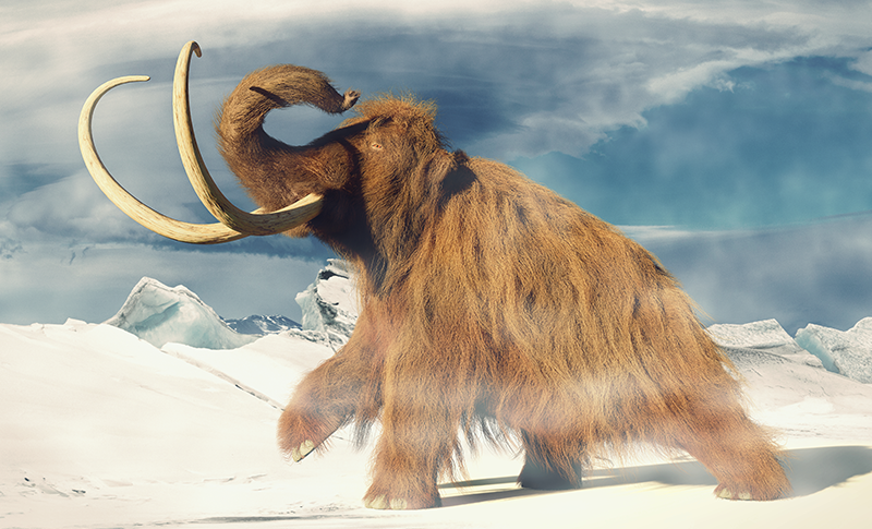 Viewpoint: Return of the mammoth? ‘I fear backlash against CRISPR technology’