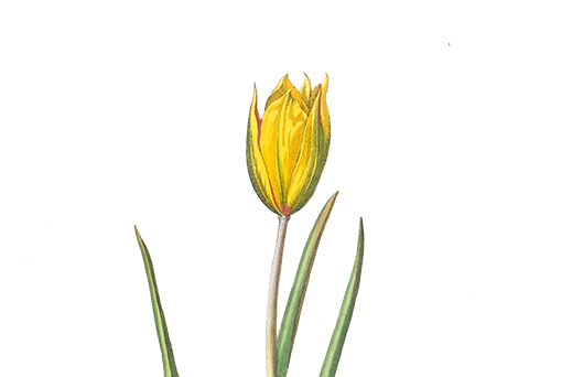 How green are your yellow Easter tulips?