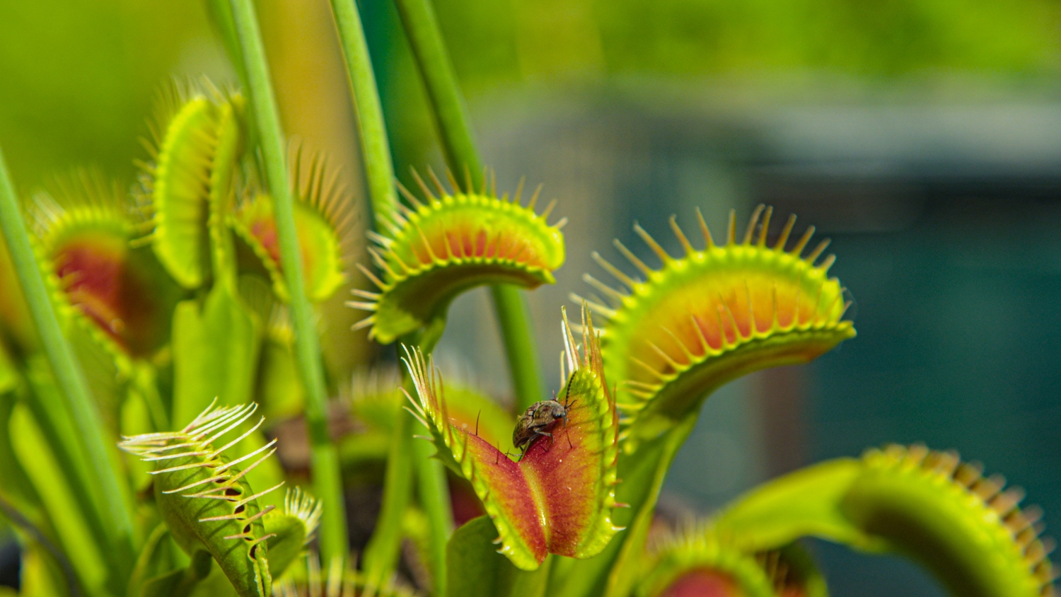 Over 22 million euros to study plants’ sense of touch