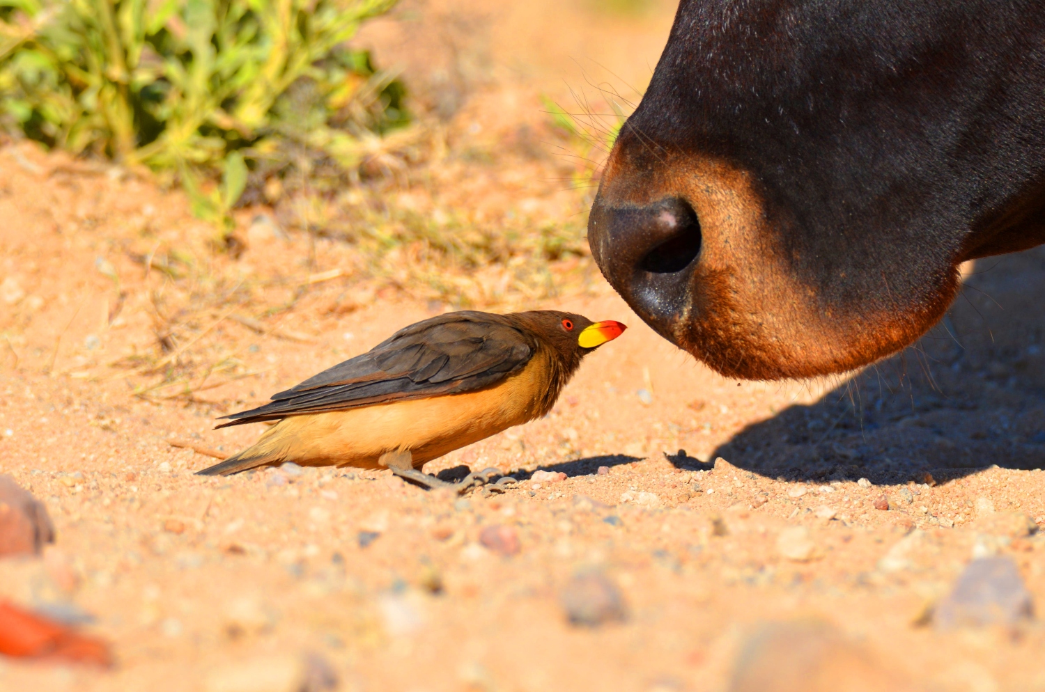 Vogelgriep bij Amerikaanse koeien en een mens reden voor alertheid