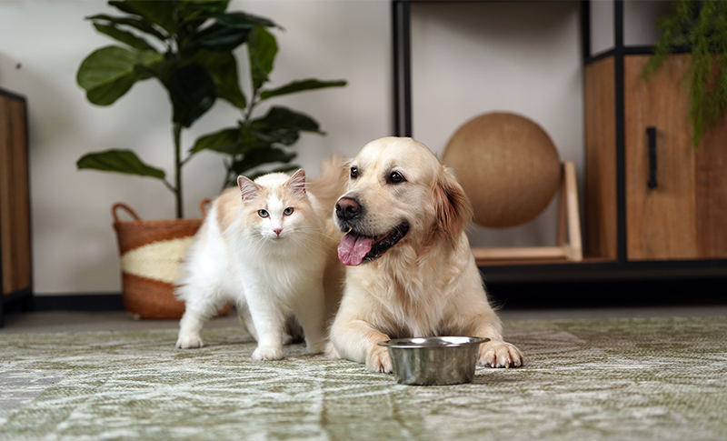 Pet owners can test dog and cat food at home