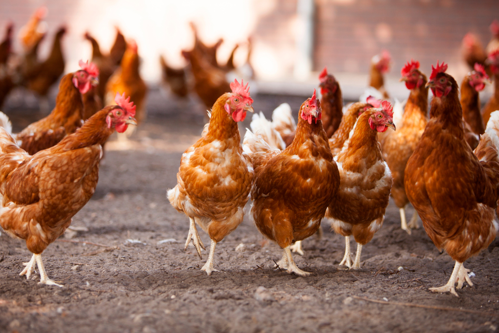 Veldproef: twee vaccins effectief tegen vogelgriep